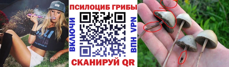 Псилоцибиновые грибы Cubensis  Междуреченск 